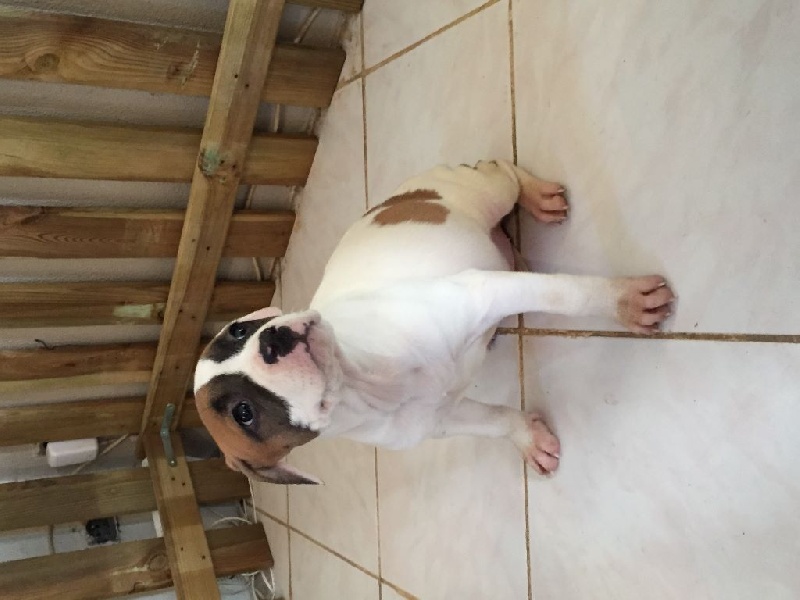 Des Gardiens Du Sylel - Chiots disponibles - American Staffordshire Terrier